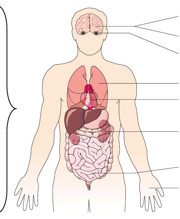 A komplementrendszer szerepe betegségekben Fertőzések, szepszis, anafilaxiás sokk Iszkémia-reperfúzió Paroxizmális nokturnális hemoglobinuria Pszoriázis Miaszténia grávisz Szisztémás lupusz