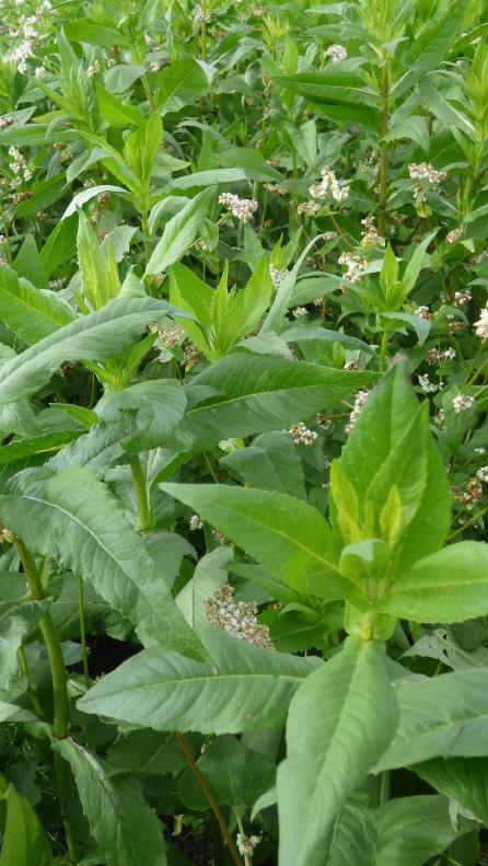 Elsőként a pohánka kel ki a keverékben, a facélia és a bükköny jó talajtakarást, illetve utóbbi a nitrogén megkötését biztosítja. A pohánka fagyérzékeny növény, azonban a bükköny áttelel.