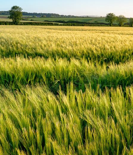 tavaszi árpa SALOME Sok szem, sok sör A SALOME tavaszi sörárpában kedvező agronómia tulajdonságok kombinálódnak kiváló söripari és malátázási tulajdonságokkal.