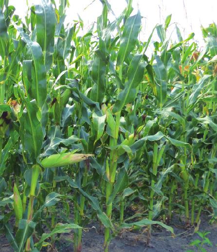 kukorica kukorica FAO: 410 lófogú MILANNO ARVEDO A magas magos A közép éréscsoportú hibrideknek megfelelő magas szemtermés potenciállal bíró fajta. Kiváló Stay-green jellemzi.