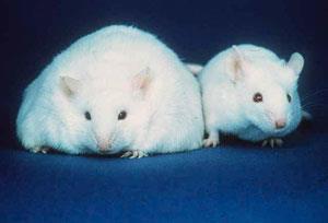 Lipid-peroxidáció-,