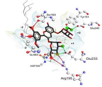 Judit Nemes, Judit Remenyik Sour cherry extract inhibits human salivary α-amylase and