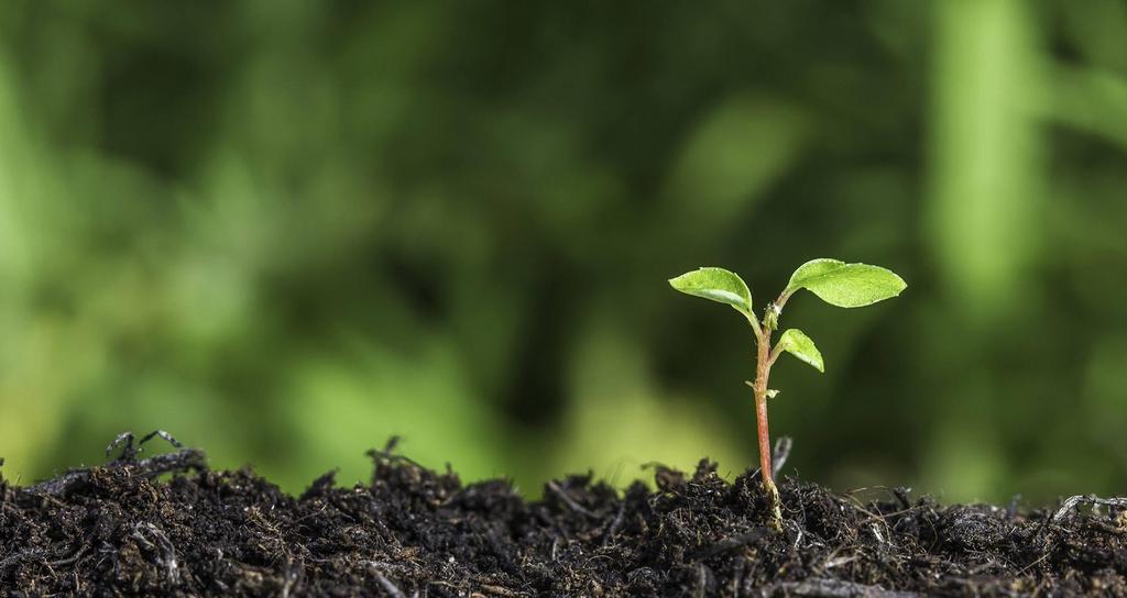 GÉNMÓDOSÍTÁSSAL KAPCSOLATOS KÖRNYEZETI AGGÁLYOK Génszökés (a transzgén bekerülése a vad populációba) A gén aktív marad a GMO betakarítása után Nem célszervezetek érzékenysége a géntermékre (pl.