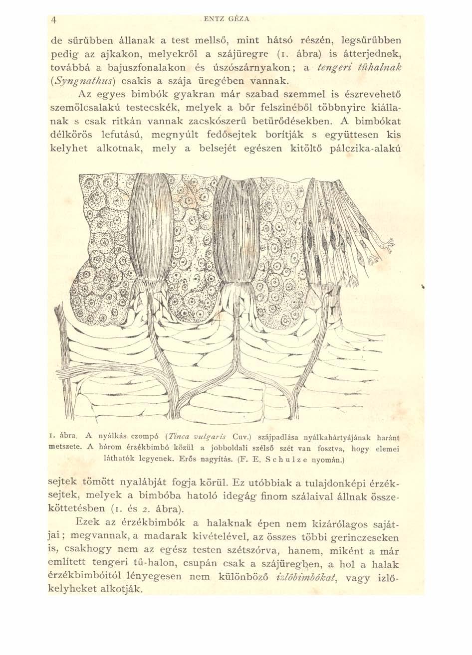 4 ENTZ GÉZA de sűrűbben állanak a test mellső, mint hátsó részén, legsűrűbben pedig- az ajkakon, melyekről a szájüregre (i.