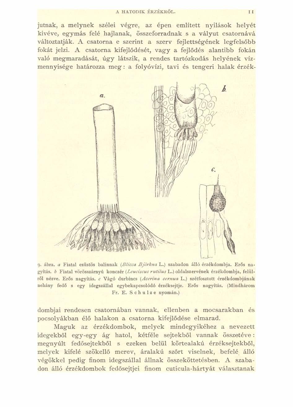 A H ATODIK ÉRZÉKRŐL. jutnak, a melynek szélei végre, az épen említett nyilások helyét kivéve, egymás felé hajlanak, összeforradnak s a vályút csatornává változtatják.