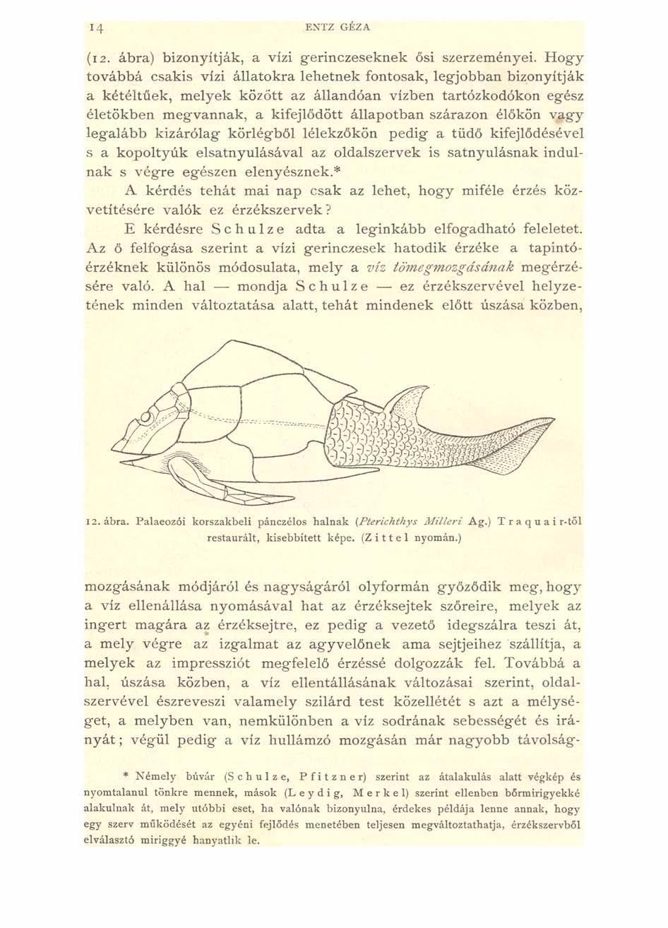 14 ENTZ GÉZA (i 2. ábra) bizonyítják, a vízi gerinczeseknek ősi szerzeményei.