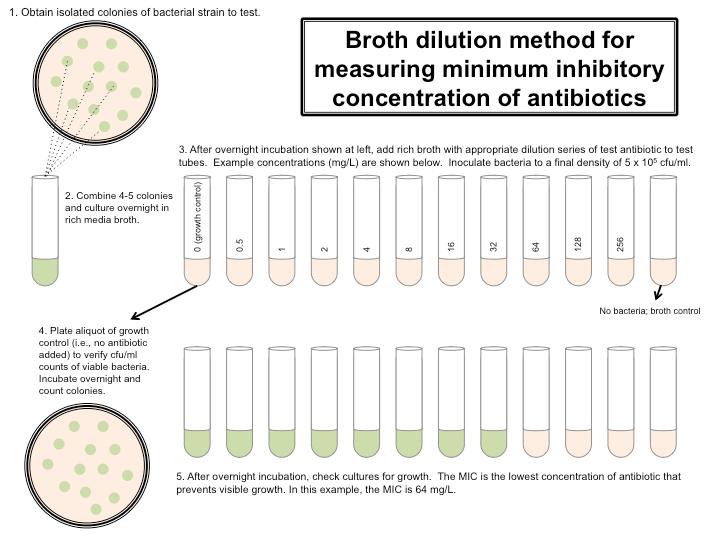 1. A tesztelni kívánt baktérium törzs izolált kolóniáinak tenyésztése Léhígításos módszer az antibiotikumok minimális hatékonysági dózisának meghatározására 3.