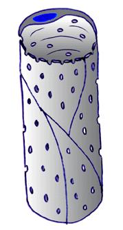 plexus choroideus, bél mucosa