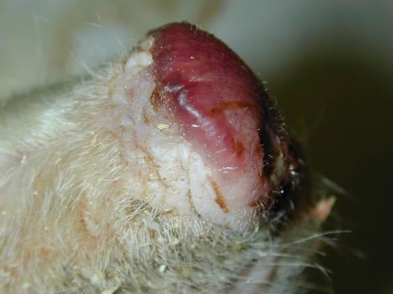 Kiszáradás exsiccatio A hulla és egyes részeinek kiszáradása Bőr (orrtükör,