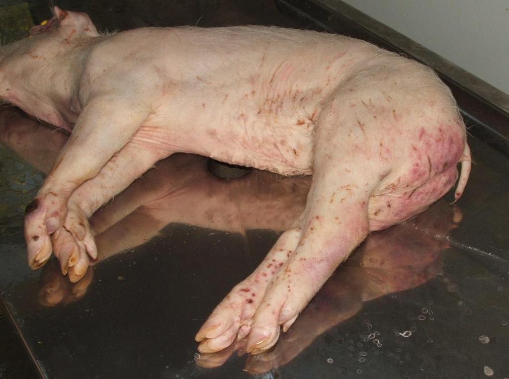 1. kép. Az MDA- kísérlet egyik elhullott kontroll malaca. Pontszerű vérzések és elhalásos területek láthatók bőrön.
