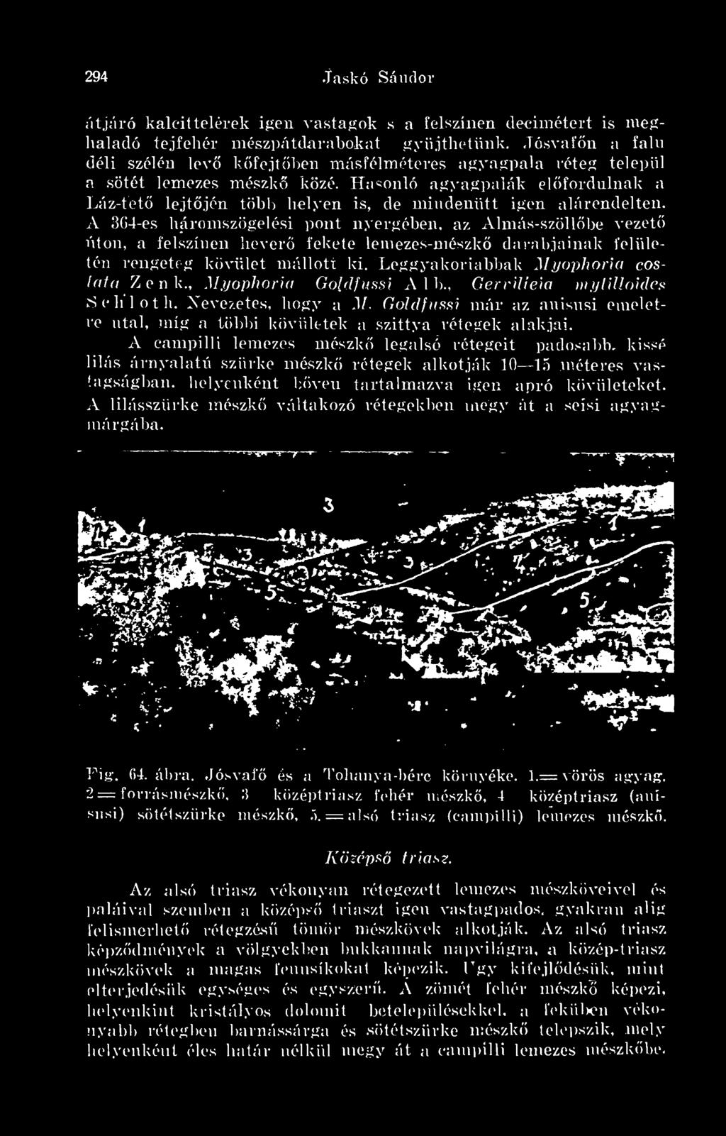 , Myophoria Goldfussi A 1 b., GerviUeia mytilloides Sehloth. Nevezetes, hogy a M. Goldfussi már az anisusi emeletre utal, míg a többi kövületek a szittya rétegek alakjai.