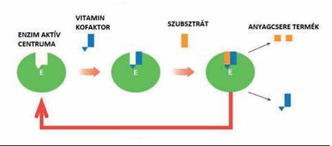 A Magyar Edzők Társaságának folyóirata 2019/02 Fókuszban Vitaminok nyáron Szász Máté biológus, szakmai vezető Scitec Institute for Sport Performance Széles körben elterjedt az a tévhit, hogy a