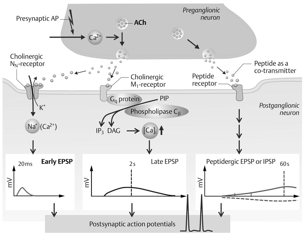 Neurotranszmisszió a paraszimpatikus idegrendszerben Transzmitter: ACETILKOLIN (Ach)(kotranszmitter: enkephalin, substance P) Receptor: - ganglionaris neuronon: nikotinos (+M1) - célszerven: