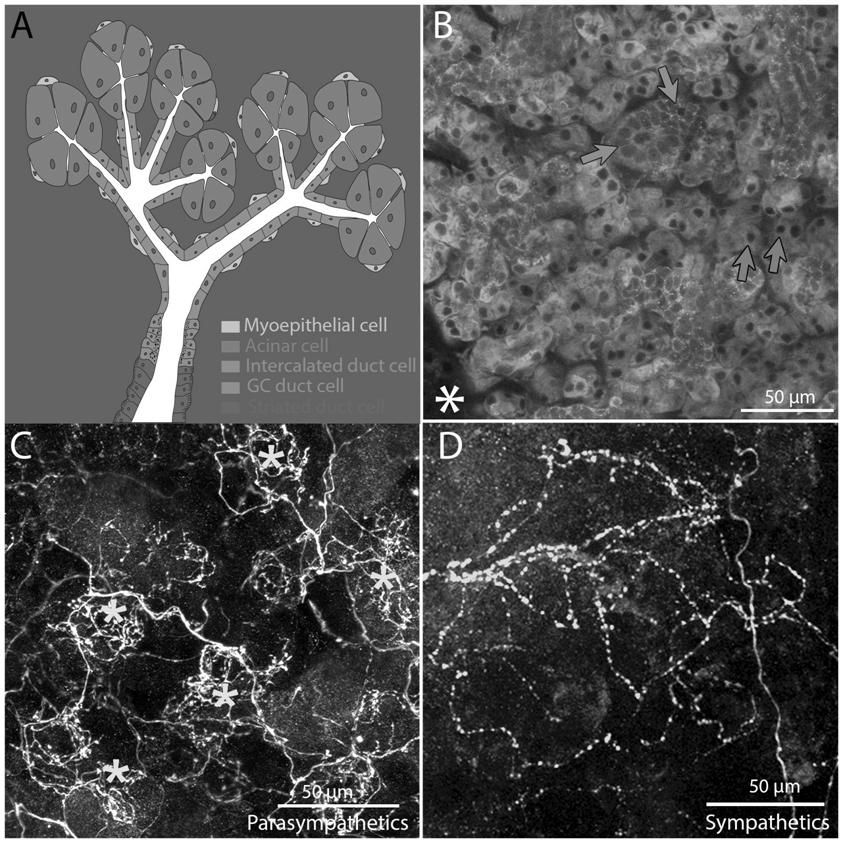 idegez be (en passant szinapszis) Simaizom Kontrakció Receptor Receptor Varikozitás: Myelinnélküli posztganglionaris