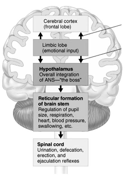 A vegetatív idegrendszer szerveződésének vázlata Cortex (prefrontalis régió) Limbikus rendszer (érzelmek) Hypothalamus (integratív szerep) Formatio reticularis (vitális funkciók) Gerincvelő