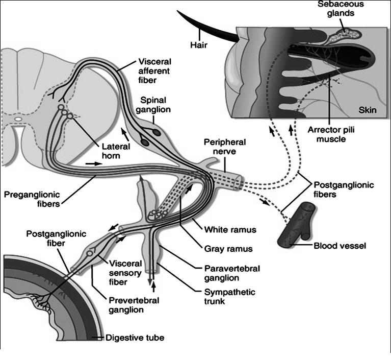 Visceralis afferens Ggl. spinale Bőr Preganglionaris rost Lat. szarv Perifériás ideg Postganglionaris rost Postganglionaris rost r.c. albicans r.c. griseus Paravertebralis ganglion Prevertebralis