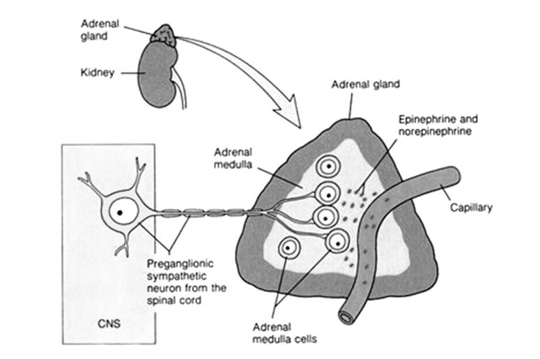 Anyagcsere: - glikogenolízis, glükoneogenezis (α1, ß2) - pancreas ß-sejt inzulinelválasztás (α2) - lipolízis (ß3) Egyéb: - pszichés, viselkedési -tápcsatorna motoros, sósavelválasztás -