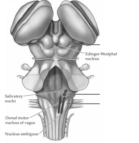 Preganglionaris neuronok: A. Agytörzs vegetatív magjai: Edinger-Westphal mag (III) n. salivatorius superior(vii/v), inferior(ix) n. dorsalis nervi vagi(x) (secretomotoros) n.