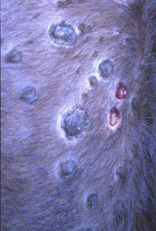 vészvakcinázás Juhhimlő és kecskehimlő Kórokozók: Sheeppox virus és Goatpox virus, Capripoxvirus genus Taxonómiailag