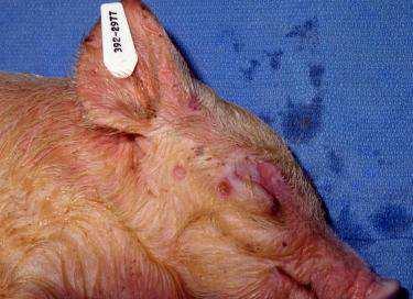 Myxomatosis Első leírás: Dél-Amerika európai házinyulakon Gyapotfarkú nyúlban tünetmentes