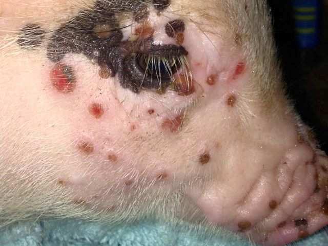 Világszerte előfordul Kórokozó: Myxoma vírus (Leporipoxvirus genus) természetes gazdák: