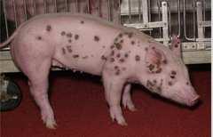 bachmani üregi / házi nyúl (Oryctolagus cuniculus) fogékony, érzékeny mezei nyúl (Lepus