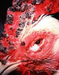 Myxomatosis Kórbonctan, kórszövettan nedvdús metszéslapú, daganatszerű elváltozások hámsejtek hidropticus, vakuoláselfajulása, citoplazmazárványok laphám elhalása, corium vizenyője, nyúlványos