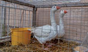 A halottak napját az egyház a következő napon, november 2-án az elhunyt, de az üdvösséget még el nem nyert, a tisztítótűzben lévő hívekért tartja. A 14. század elejétől a katolikus egyház ünnepe.