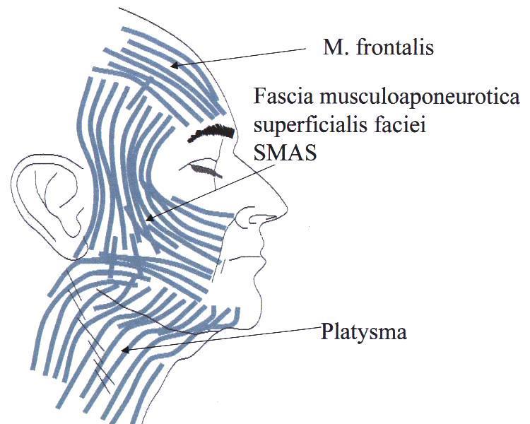 DR GULYÁS GUSZTÁV r. marginalis mandibulae és a ramus colli n. facialis.