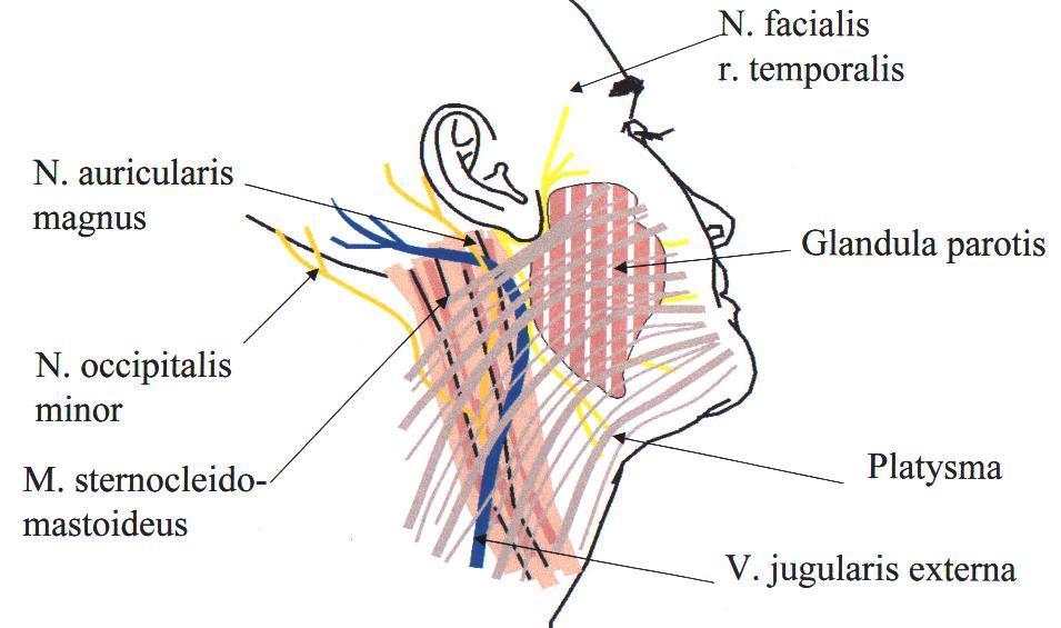 DR GULYÁS GUSZTÁV 54. ábra. Az anatómiai képletek és rétegek lokalizációja az arcon A nyakon történő preparálás során a musculus sternocleidomastoideus fasciája fölött a zsírszövetben preparálunk.