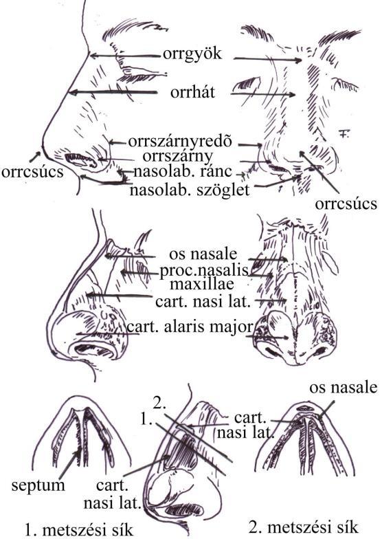 DR. REZEK ÖDÖN (cartilago septi nasi, lamina quadrangularis). Kétoldalról a triangularis porcok fekszenek hozzá, gyakran teljesen összenőve a septumporccal. Statikailag szerves egységet képeznek.