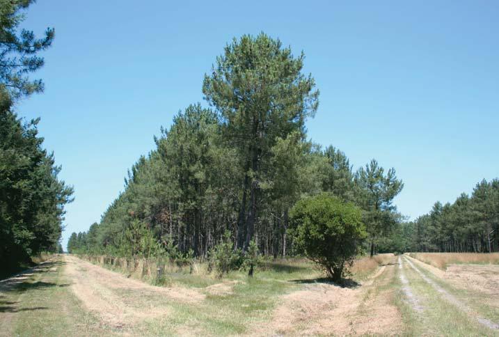 NEMZETKÖZI ÁGAZATI HÍREK Pinus pinaster törzsültetvény az INRA Bordeaux melletti állomásán csapadékosabb normandiai klímán, jelentõsebb állományai vannak a Jurában és a Vogézekben, a klímaváltozás