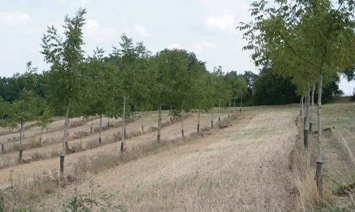 NEMZETKÖZI ÁGAZATI HÍREK Fekete dió-õszi búza agroerdészeti kultúra Délnyugat-Franciaországban (Gers és Lot-et-Garonne megyék határán) az országos átlagnál jóval nagyobb az önkormányzati tulajdonú