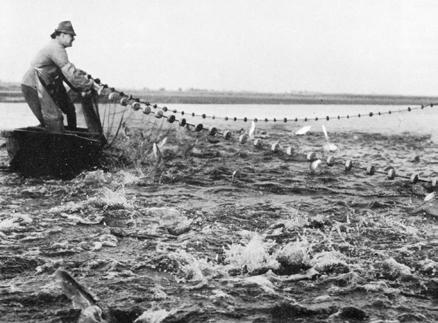 legyen. A tógazdaság létesítésére alkalmas területet a Velencei-tavi Halászati Szövetkezet kapta meg csereként, miután 1958-ban a tavon létrehozták a madárrezervátumot.