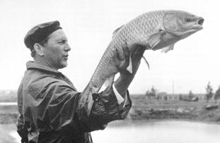 1963-ban a Halászati Alapból elkészült a temperált vizű, a nagyüzemi halszaporítás igényeit kielégítő tógazdasági keltetőház, amelyben pontyot, csukát, fogassüllőt és harcsát szaporítottak.