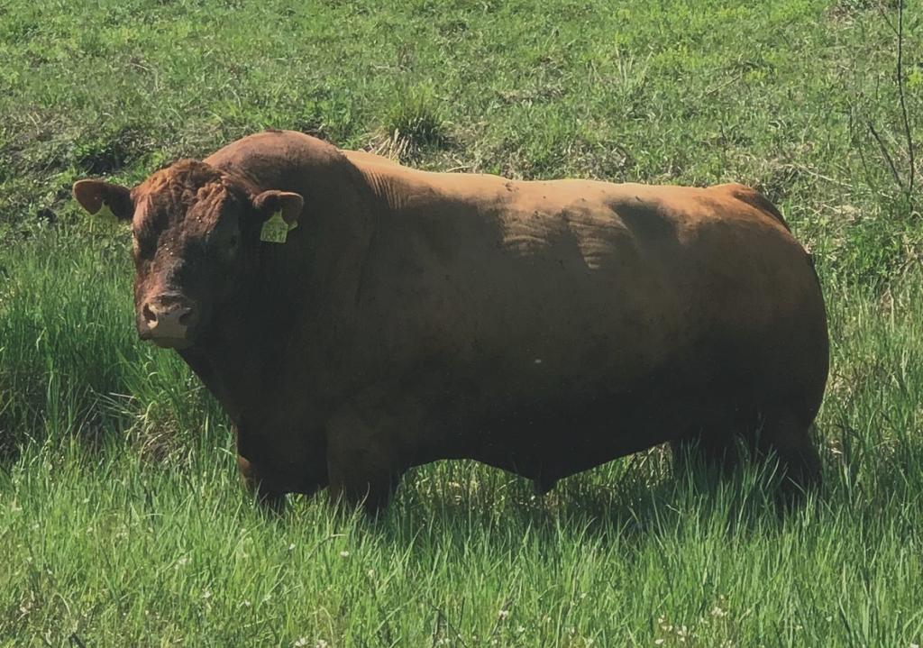 Vörös angus bika A bejáratot két szalmabála képezte. Az egyiken egy kép állott, amely lóháton ülő kanadai farmert ábrázolt.