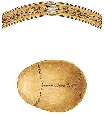 Csontok közötti