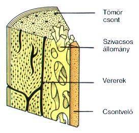 Csontok szerkezete: Csontkéreg compact