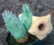 162 Budai Ferenc Debreceni Pozsgástár 2005/3. Selyemkórófélékről (Asclepiadaceae) 15. rész.
