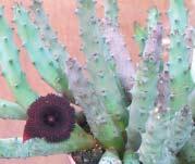 Pflegeerfahrungen. Abstract: The author characterizes this plant family, reports its taxonomic division and the basis of their cultivation. He continues describing these species.