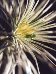 Debreceni Pozsgástár 2005/3. Tillandsia VII. 165 mennyiségű víz a szükséglete ennek az értékes atomszférikus Tillandsiának.