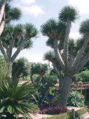 Debreceni Pozsgástár 2005/3. A guanchók sárkánya Dracaena draco 171 polgárának számít, hiszen valamennyi reklámanyagának, prospektusának címlapján őkelme feszít!