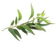 Használja párologtatóban vagy az Epoch Topical Blending Oillal történő összekeverést* követően helyileg, a bőrén.