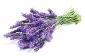 15 ml 15 ml EPOCH CHILL (FRISSESSÉG) Eukaliptusz-fenyő Az Epoch Chill erőteljes aromája az eukaliptolnak, egy természetesen képződő növényi vegyületnek köszönhető.