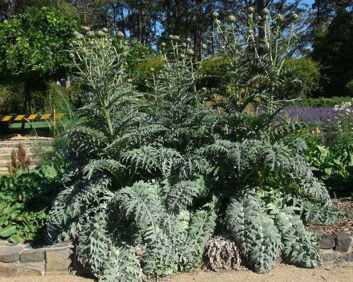 Cynara