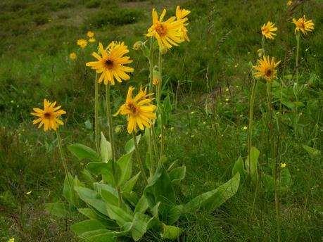 Arnica montana árnika Asteraceae