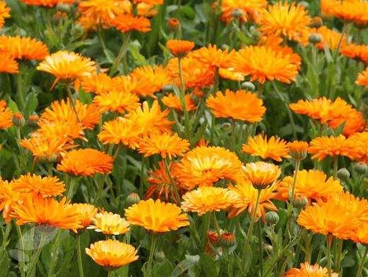 Calendula officinalis -