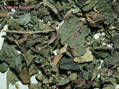 Urticae folium csalánlevél Urticae herba csalán hajtás Drog: a növény minden része levél,