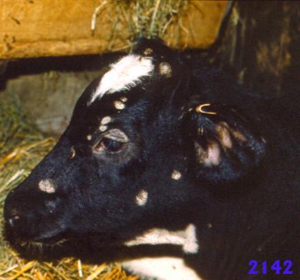 Tarlósömör (trichophytiasis) II.