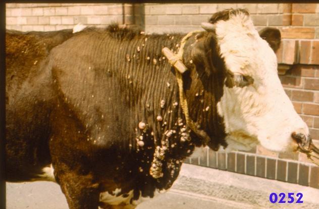 Papillomatosis szarvasmarhában Kóroktan: papillomavírusok, átvihetők (érintkezés,